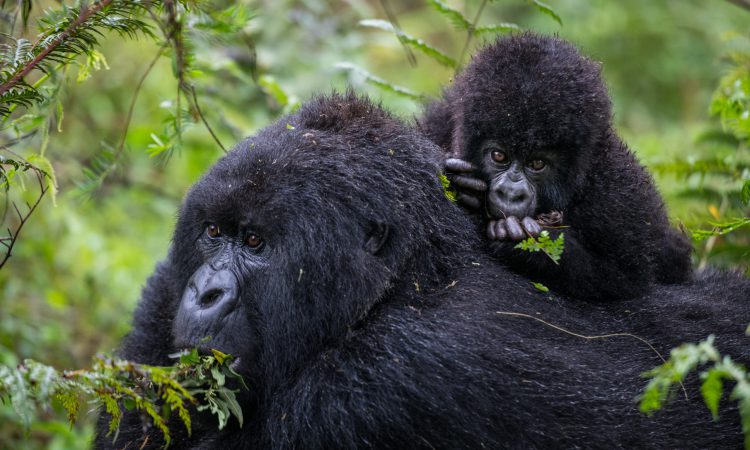 two gorillas together in volcano national park
