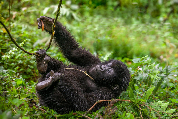 gorilla in volcano