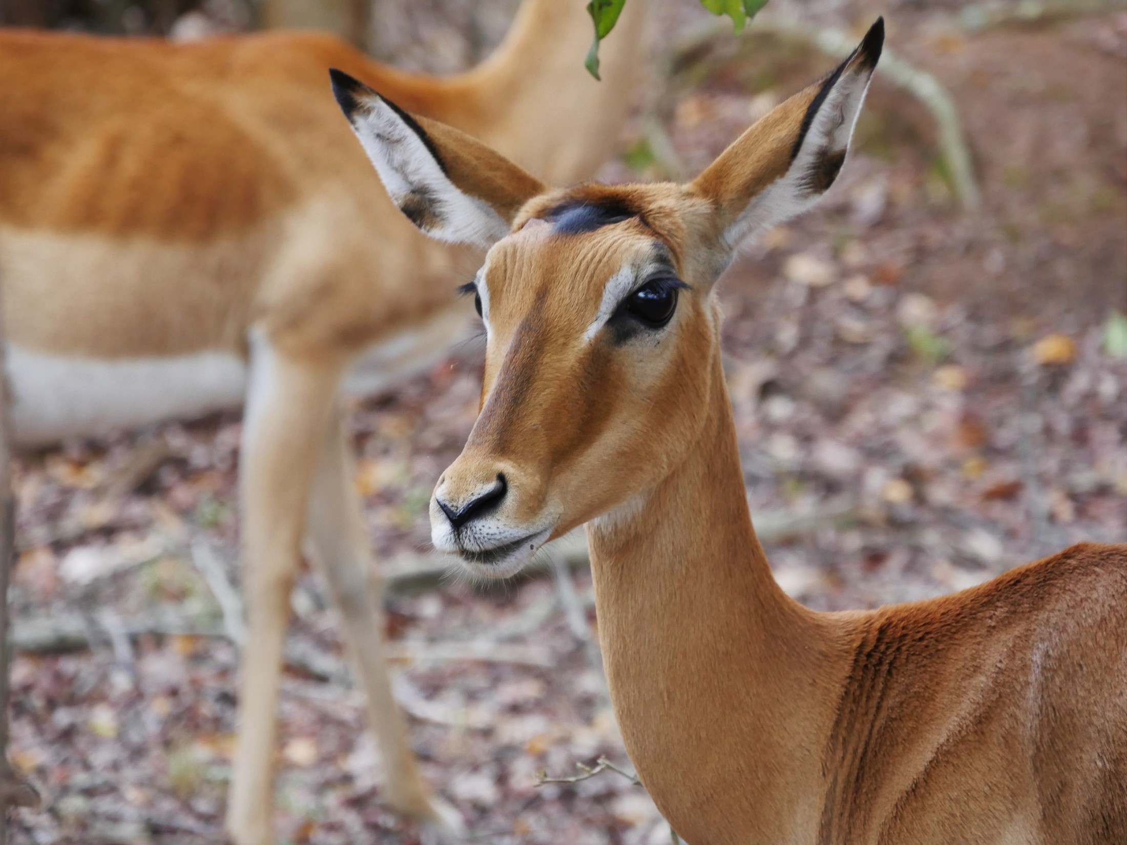 akagera animals