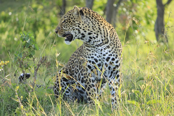 leopard in forest