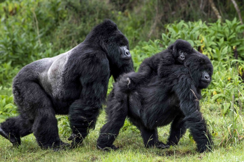 relation of gorilla family