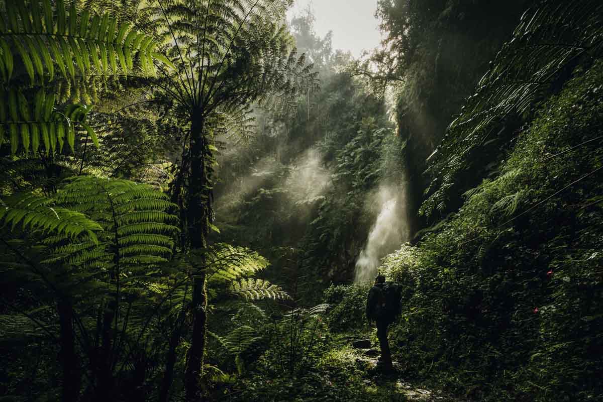 nyungwe forest