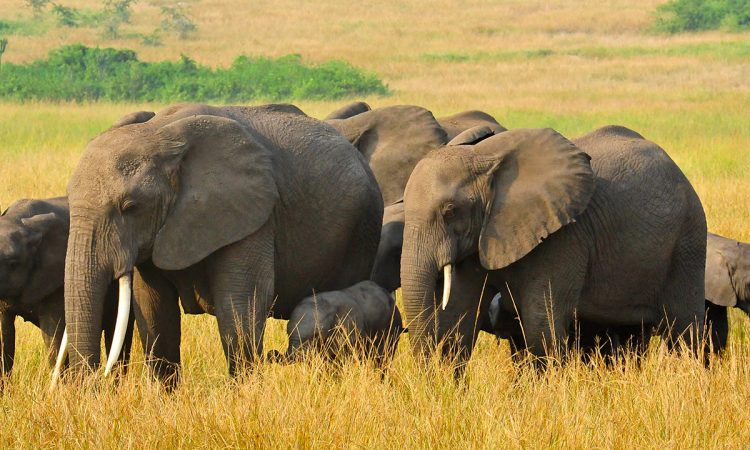 Elephants fam