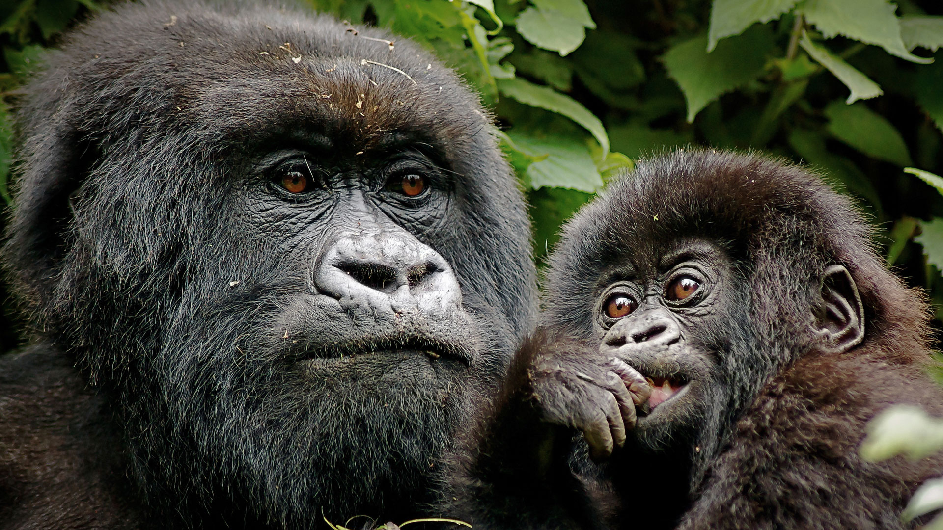 gorilla fam
