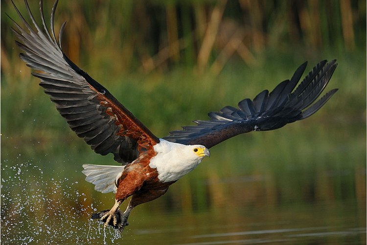 bird