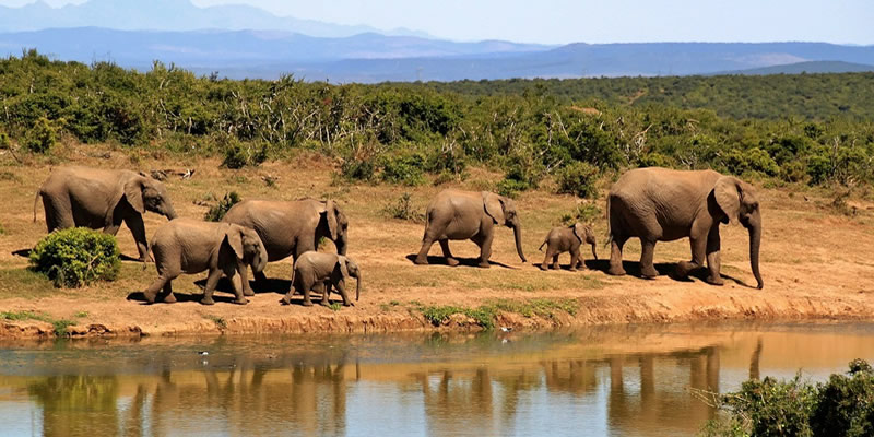 Elephants in lake