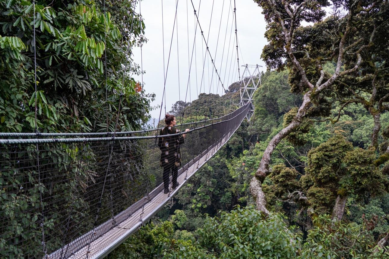 nyungwe canopy wark