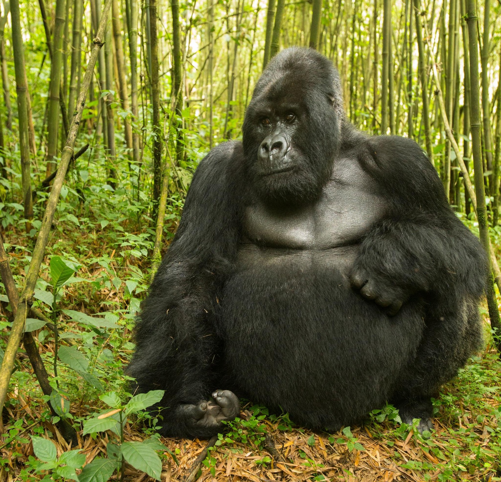 gorilla in bamboo