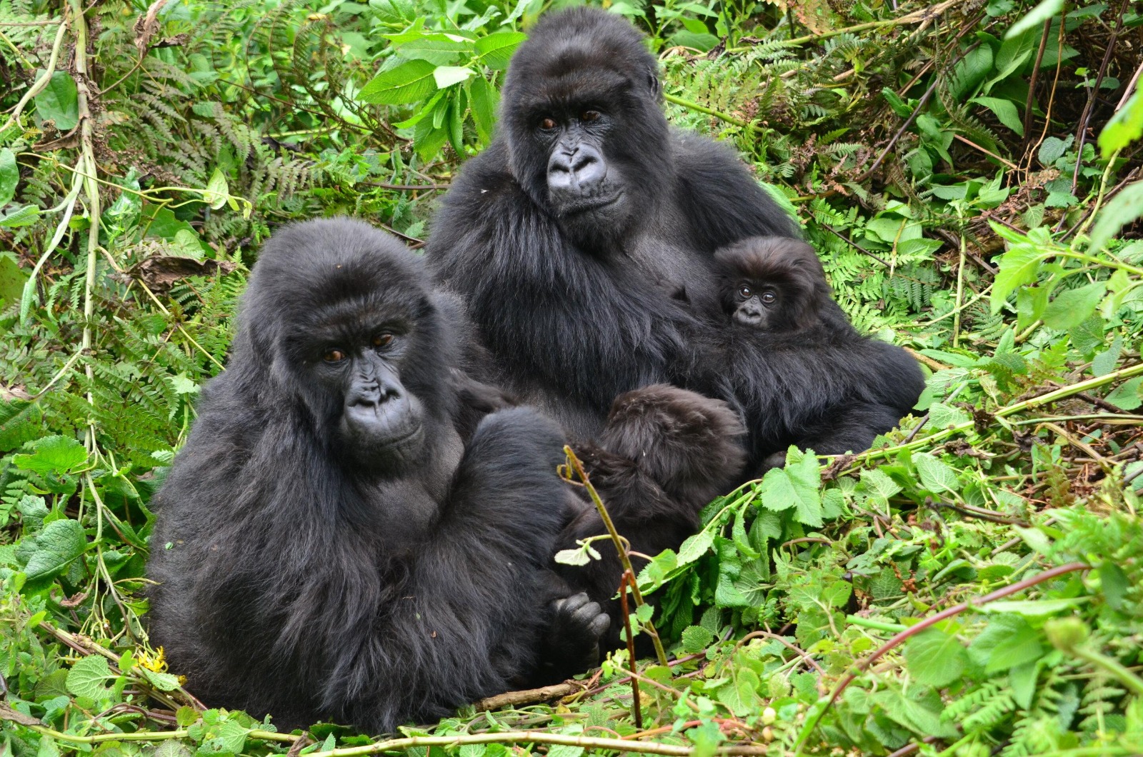 gorilla family