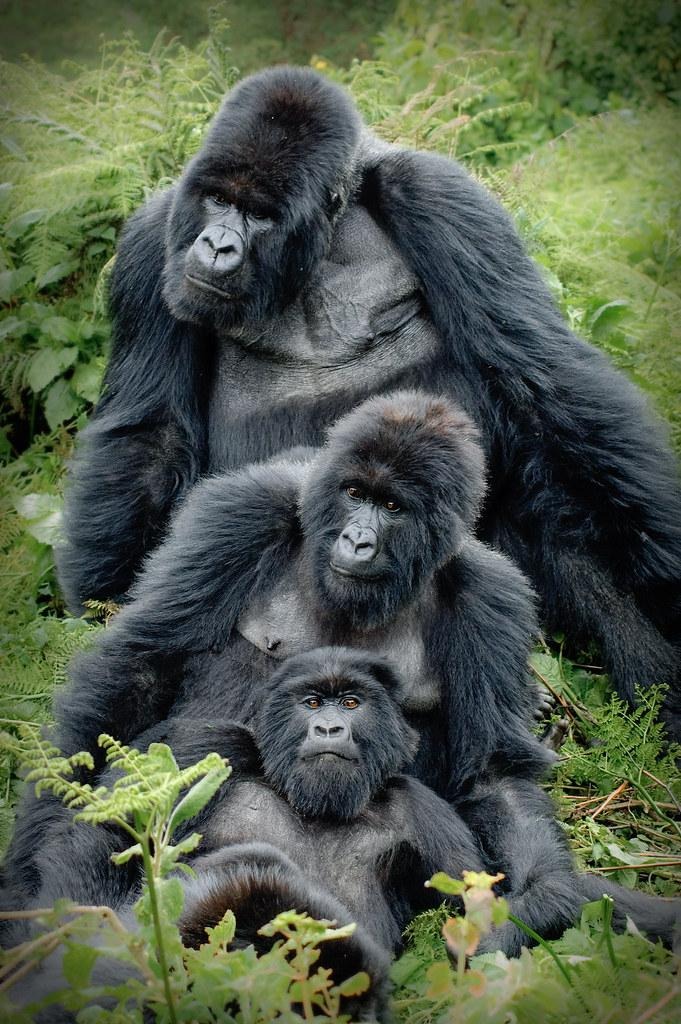 gorilla family