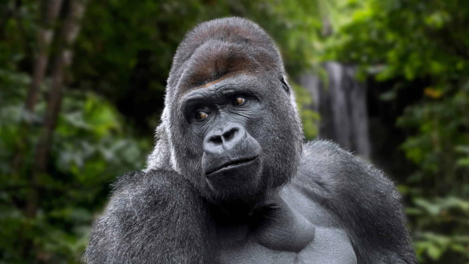 one gorilla in volcano