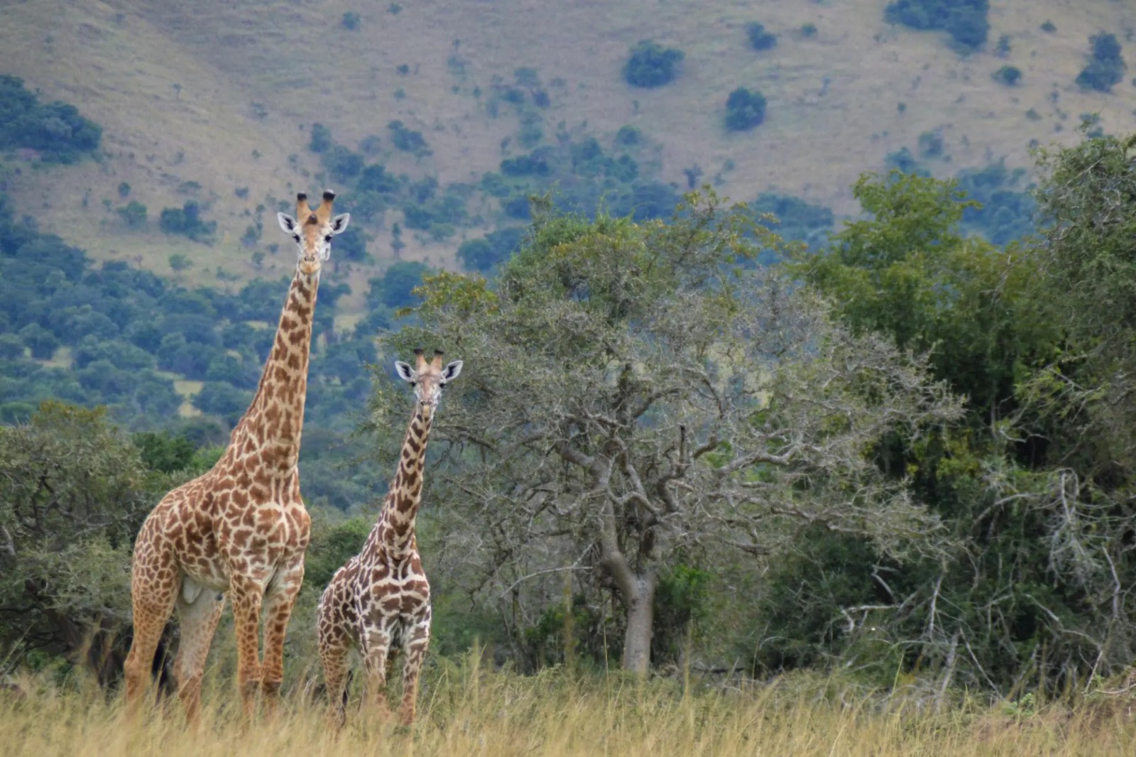giraffe