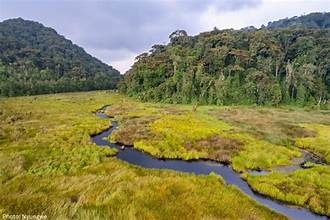 nyungwe forest