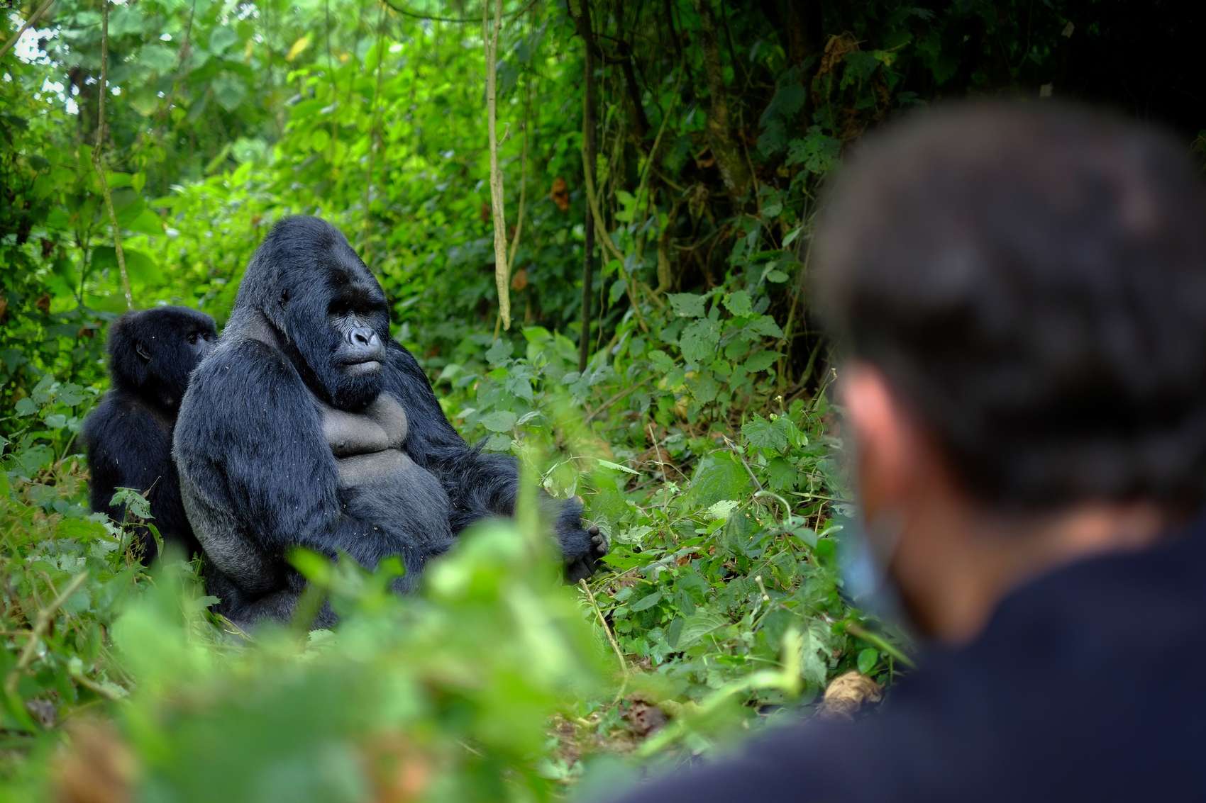 Gorilla Trekking 1 hour visit
