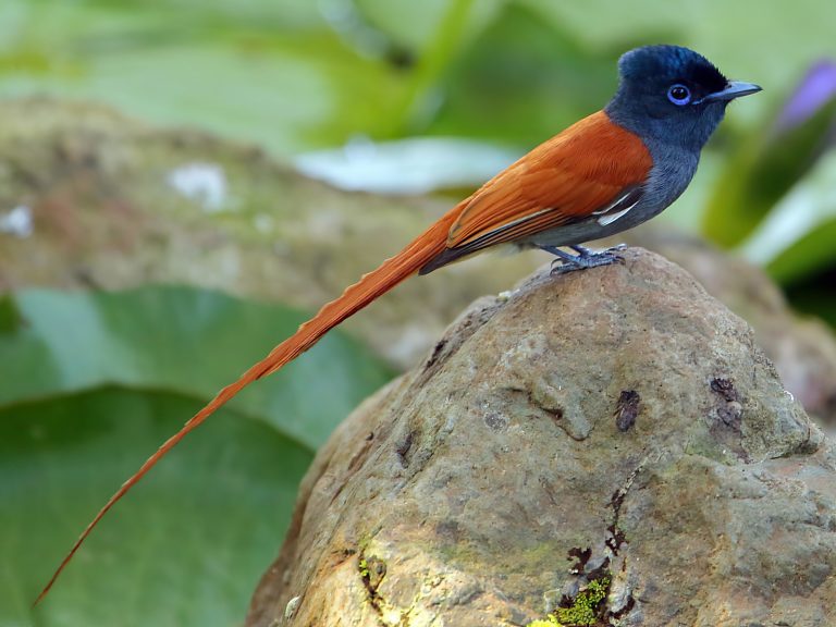 birdwatch