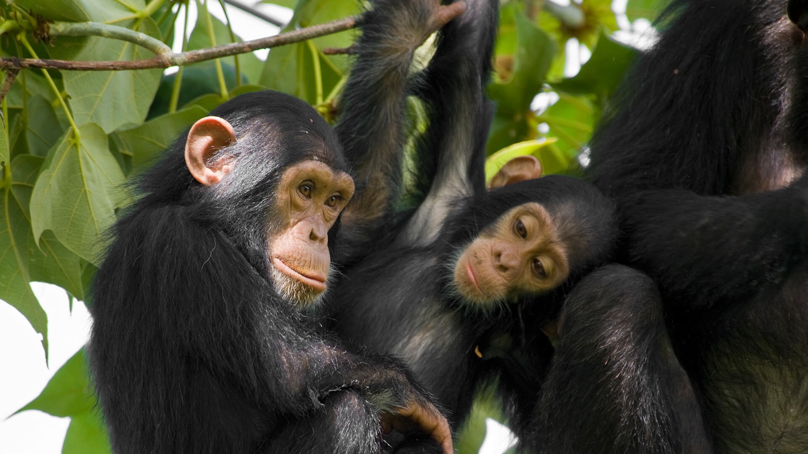 chimpanzee fam