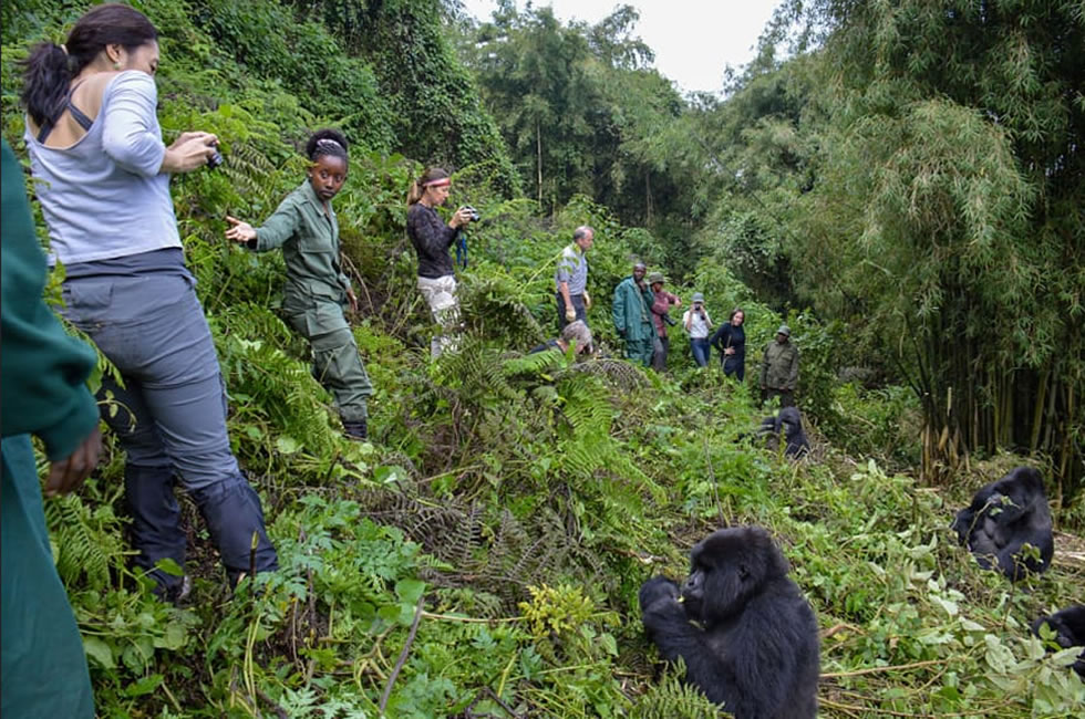 People seeing Gorilla family up-close