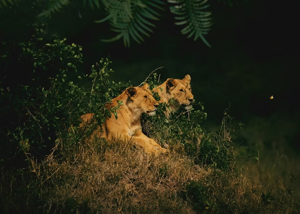 lion
