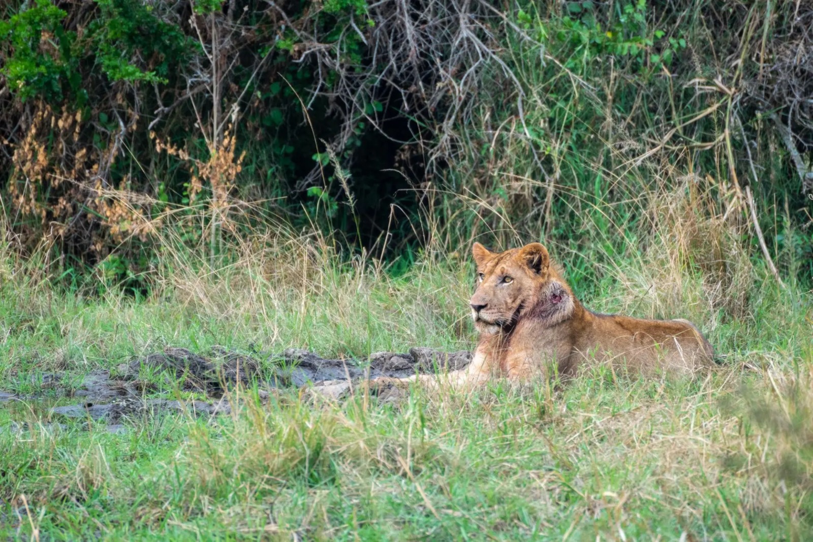 lions