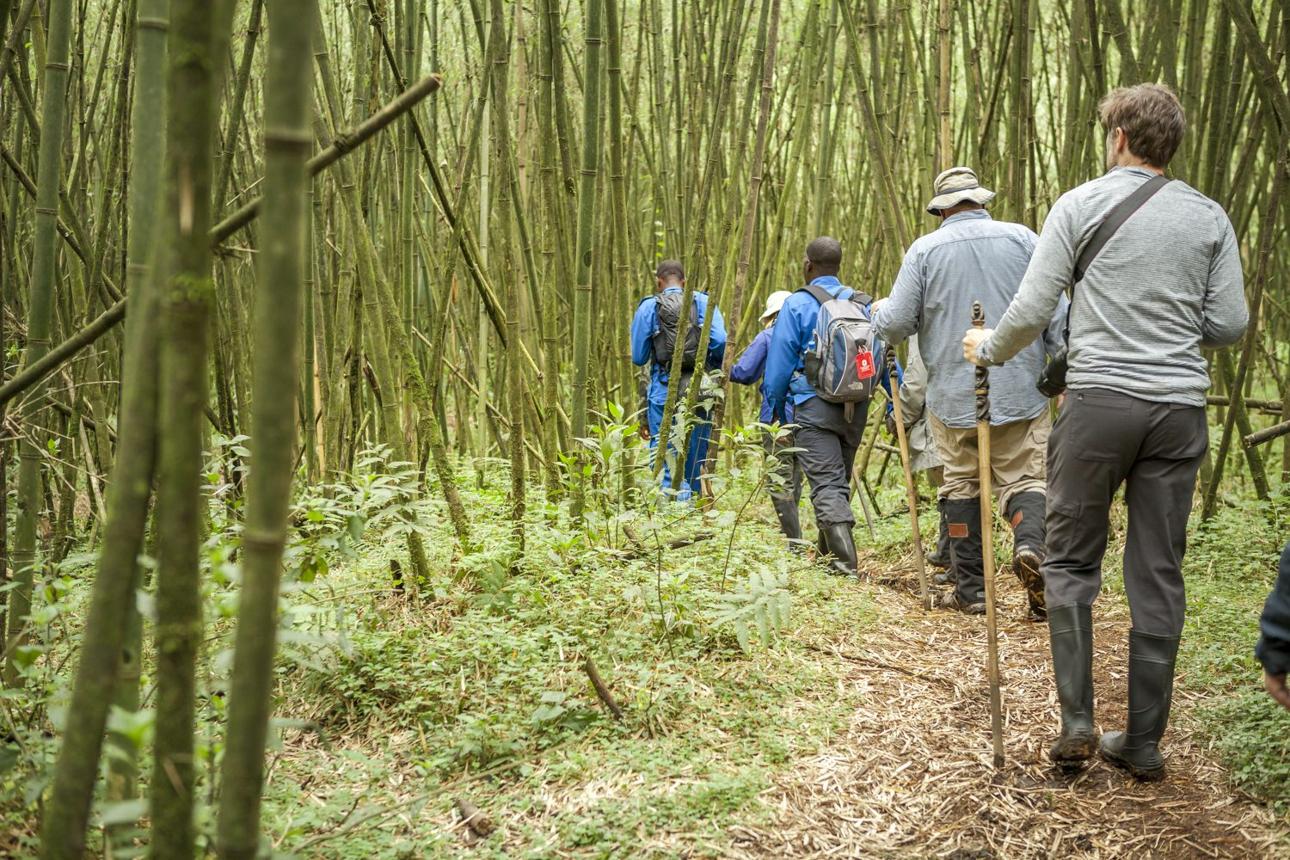 Rwanda National Parks: Discover Wildlife, Gorillas, Chimpanzees & More with Seek Wild Africa
