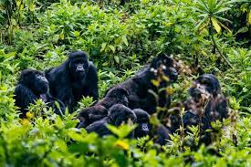 3 Days Gorilla Trekking Safari in Rwanda