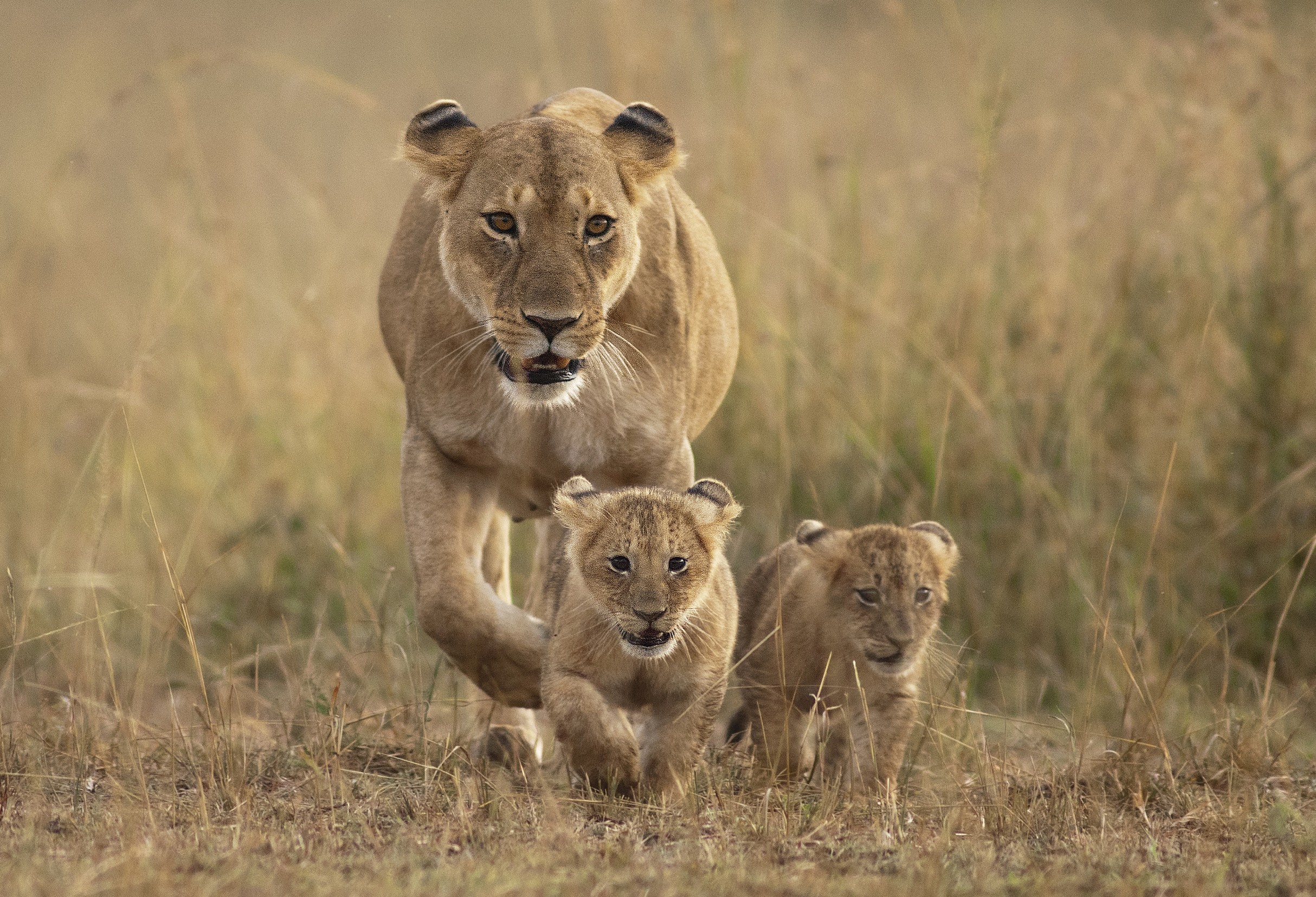 Akagera National Park