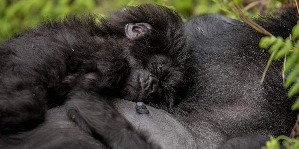 3 Days Gorilla Trekking Safari