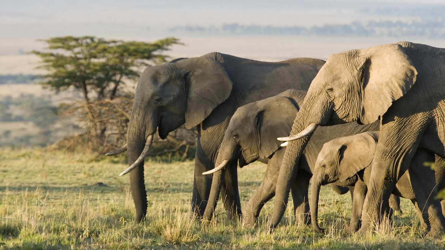 1 Day Akagera National Park Tour - Big Five Safari From Kigali