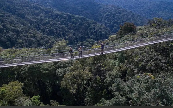 Nyungwe National Park Rwanda: Chimpanzee Trekking, Canopy Walk & Forest Adventures