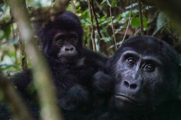The Power of Primate Tourism
