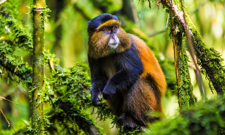 1 Day Golden Monkey Trekking Tour from Kigali | Best Volcanoes National Park Rwanda Adventure
